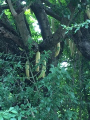 Parmentiera cereifera