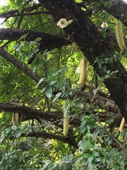 Parmentiera cereifera