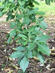 Parmentiera cereifera