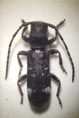Psenocerus supernotatus