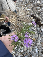Cakile maritima baltica
