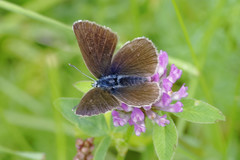 Cyaniris semiargus