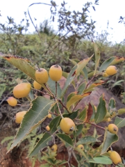 Photinia parvifolia