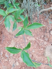 Photinia parvifolia