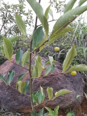 Photinia parvifolia