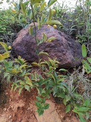 Photinia parvifolia