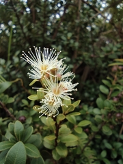 Syzygium buxifolium