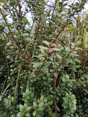 Syzygium buxifolium