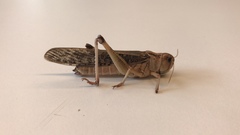 Locusta