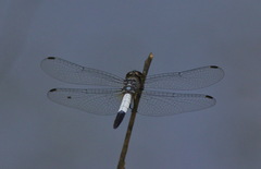 Brachydiplax farinosa