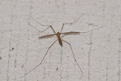 Tipula sayi