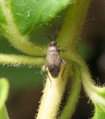 Lepidargyrus ancorifer