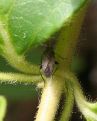 Lepidargyrus ancorifer