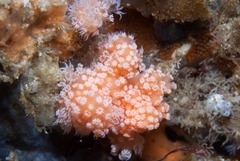 Leptophyton benayahui