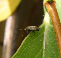 Lepidargyrus ancorifer