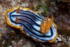 Chromodoris helium