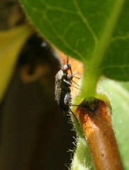 Lepidargyrus ancorifer