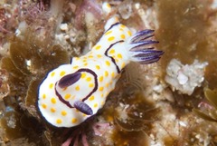 Goniobranchus annulatus