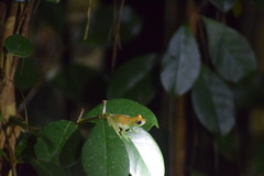 Boophis viridis