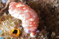 Goniobranchus tinctorius