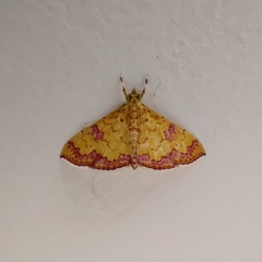 Isocentris filalis