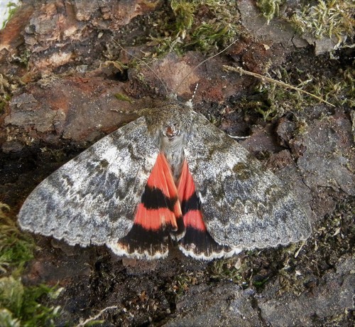 French Red Underwing