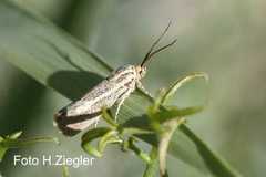 Brachodes