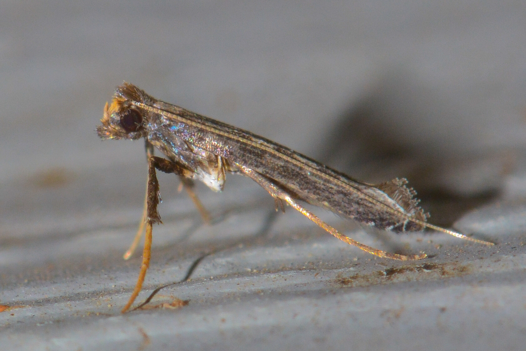 Parornix texanella