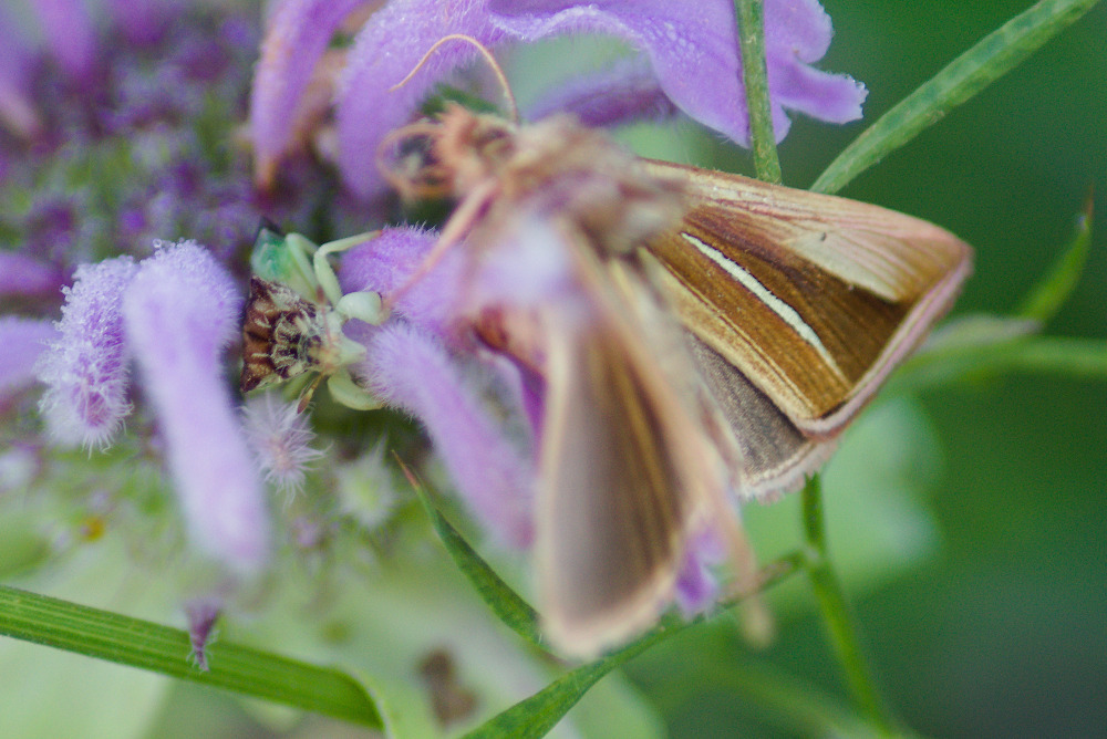 White-streaked Looper