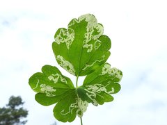 Phytomyza minuscula group