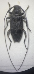Hyperplatys maculatus