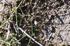 Stellaria crassifolia