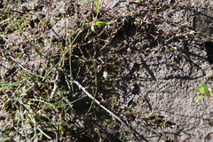 Stellaria crassifolia