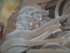 Periclimenes sagittifer