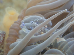 Periclimenes sagittifer