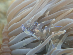 Periclimenes sagittifer