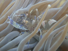 Periclimenes sagittifer