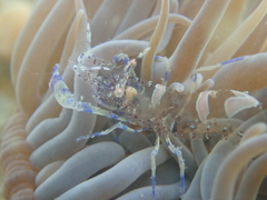 Periclimenes sagittifer