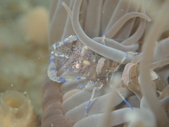 Periclimenes sagittifer