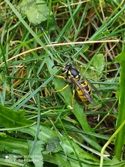 Vespula germanica