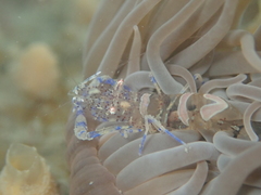 Periclimenes sagittifer