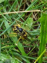 Vespula germanica