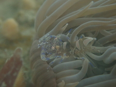 Periclimenes sagittifer