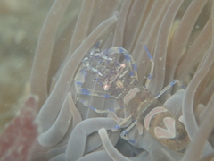 Periclimenes sagittifer