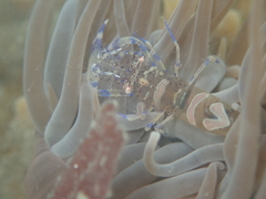 Periclimenes sagittifer