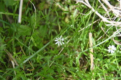 Stellaria crassifolia