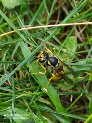 Vespula germanica