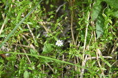 Stellaria crassifolia