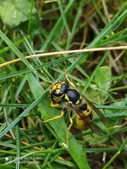 Vespula germanica