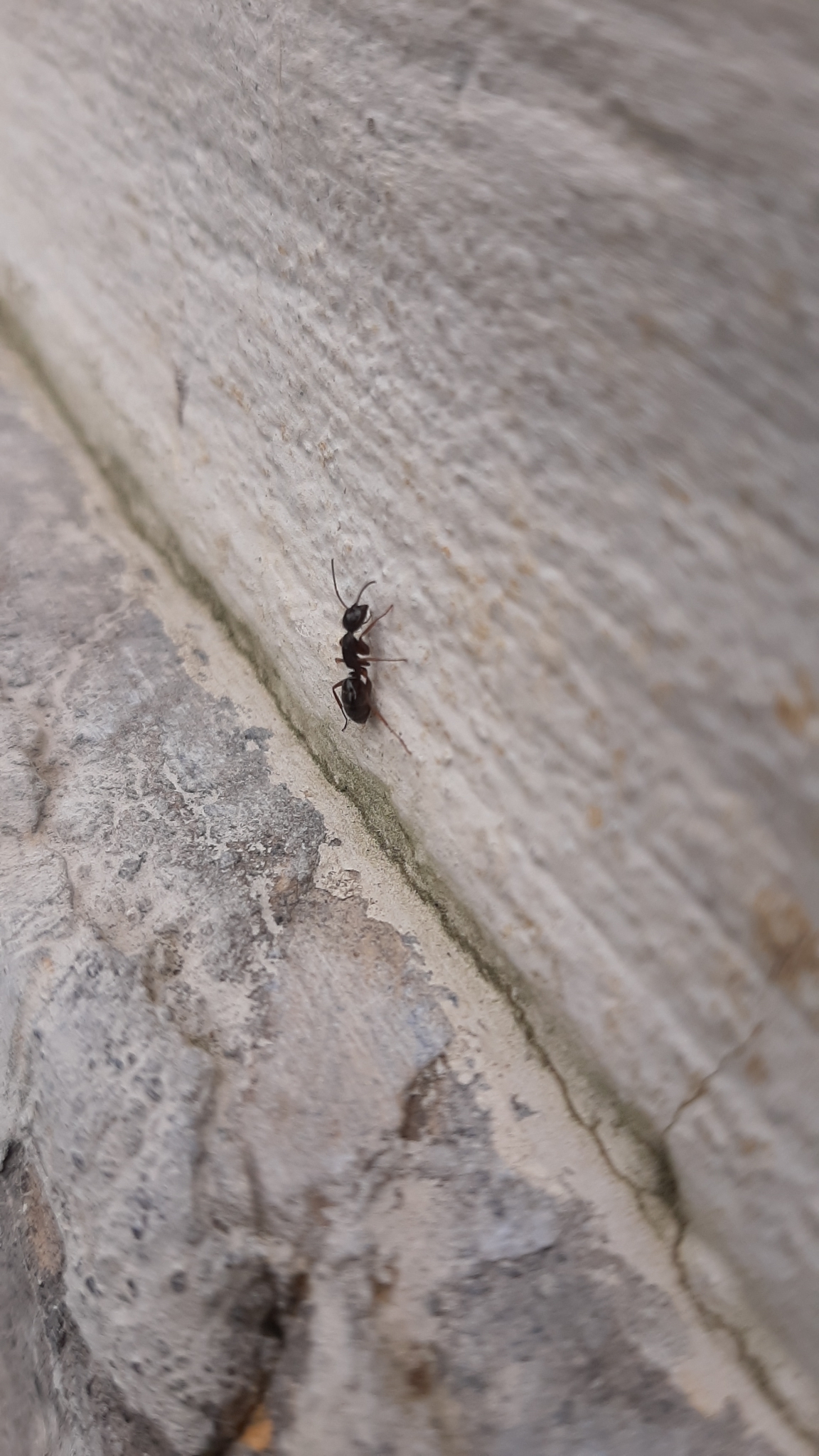 Camponotus fallax